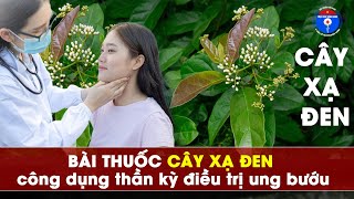 🔴 Cây Xạ Đen công dụng thần kỳ điều trị ung bướu! Y học cổ truyền