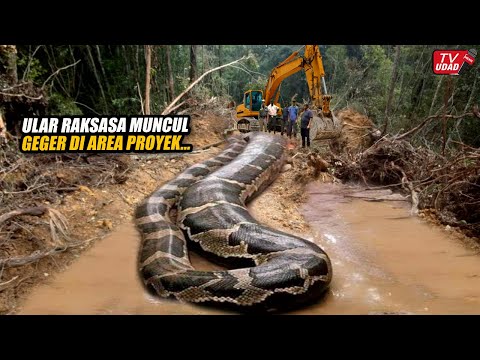 Bikin Merinding!! Ular Piton Raksasa Muncul Saat Pekerja Buka Lahan di Hutan Kalimantan...