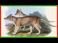 Thylacine Facts and Conservation Issues