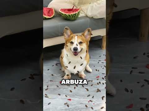 On chciał tylko spróbować arbuza 💔