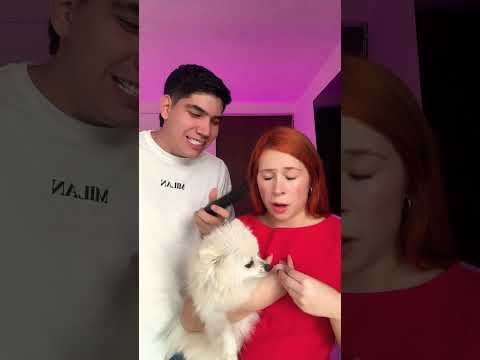 Los perritos son lo más lindo!