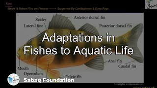 Adaptations in Fishes to Aquatic Life