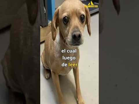APARENTEMENTE SU ANTIGUO DUEรO/A NO TUVO OTRA OPCIรN... | Tu Amigo Fiel
