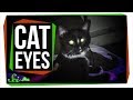 Understanding Animal Eyes and Night Vision
