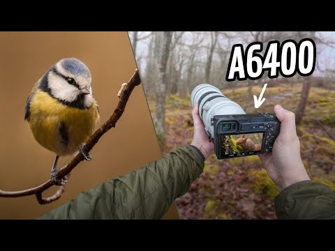 Relaxing POV Nature Photography | A Rewarding Day Despite the Weather