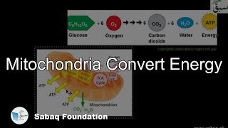 Mitochondria Convert Energy