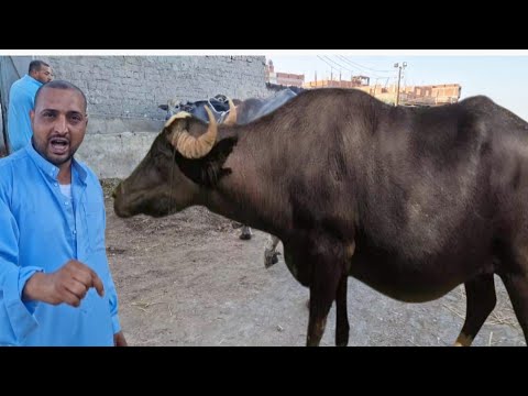 والنهارده تحطيم اسعار بمناسبة أول عرض لينا بعد عيد الاضحي المبارك