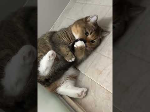 LOL Latest Funny Cats Moments Try Not To Laugh Funny Pets Shorts Videos 😺😁😁 -EPS1214 #funnycats