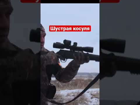 Охота на косулю