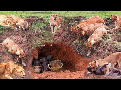 Flock Of Hungry Lions Go To The Cave Hunting Warthog! Warthogs Miraculously Escaped