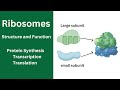 Ribosome Functions and Protein Synthesis