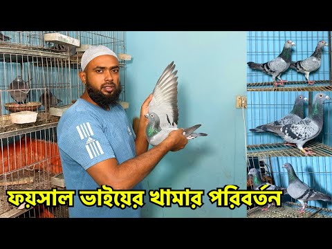 ফয়সাল ভাইয়ের খামারের স্থান পরিবর্তন হবে তাই পেডিগ্রিসহ রেসার কবুতর হাত বদল হবে | Faysal Loft #750