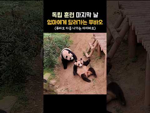 독립 하루 전, 엄마에게 달려가는 푸바오와 그런 딸내미 마중 나가는 아이바오🩷 #fubao #푸바오 #aibao #아이바오