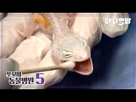 [쪼동5] 내원 환자 : 레오파드 게코 도마뱀 마리님ㅣ[Animal Hospital for Tiny Animals 5] Patient : Leopard Gecko Mari