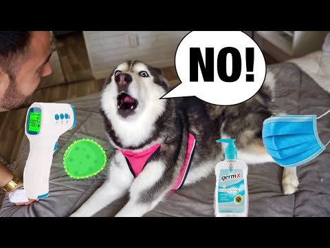 Testing My Dog For COVID-19! 😱😳👀