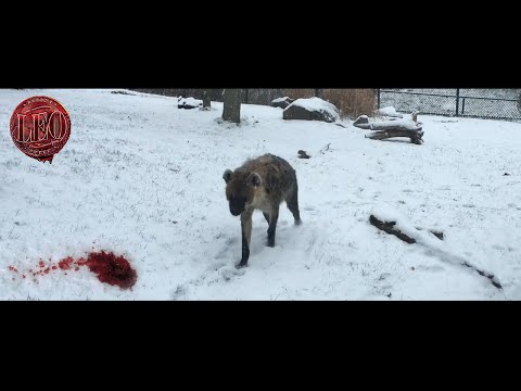 LEO Intro Scene🔥 | First 10 Minutes Leo Fight With Hyena | Thalapathy Vijay | Leo Fdfs | Lokesh