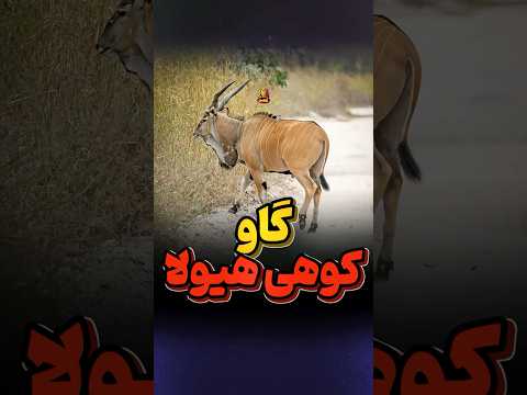 بزرگترین گاو کوهی دنیا