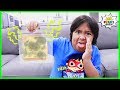 Bread Experiment and Mold Growth