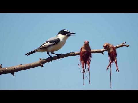 O PÁSSARO CARNICEIRO - Por isso os pássaros têm medo dele.