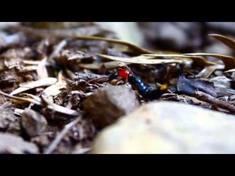 中興大學昆蟲系-2013昆蟲防禦展 展場生態影片 - YouTube