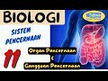 Digestive System Functions and Anatomy