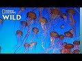 Jellyfish: Fascinating Sea Creatures