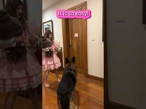 OMG! หมาฉลาด! เปิดประตูเองได้!!! l Pangpinkydogs Diary ep475