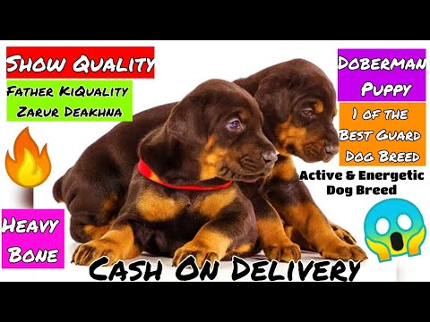European Doberman Puppies For Sale Nc 07 2021