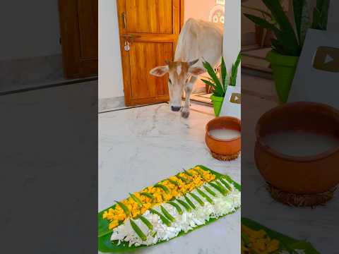 Gaumata Ki Swagat May Anand ? #gaumata #cow #gauseva #sanatandharma #krishna
