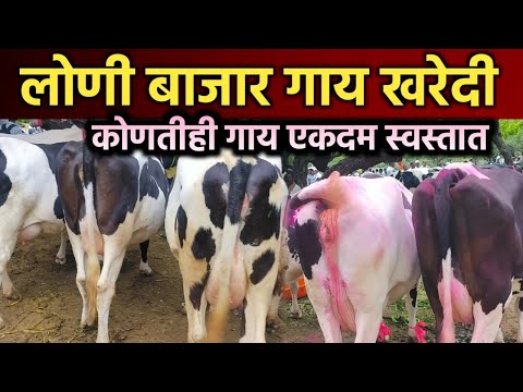 लोणी बाजारातील एक नंबर क्वालिटीच्या प्युअर एचएफ गाई | Loni Cow Market | Loni Bajar