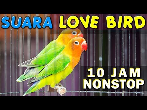 10 JAM NONSTOP - SUARA KICAU BURUNG LOVE BIRD - LAKBET - LABET GACOR