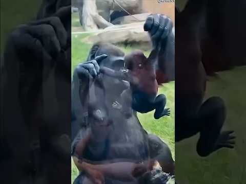 Gorilla shows her baby to the mother ❤️🤌 #shorts #cute