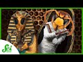 Bees and Their Unique Practices