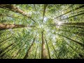 Forest Management and Conservation Practices