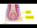 Hair and Nail Structure Functions