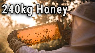 Beekeeping 2025 - FULL SEASON - 1 year of beekeeping and harvesting honey