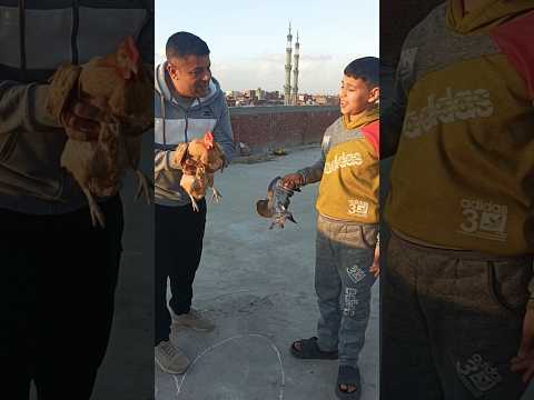 لما امك تجيب لك حمامه