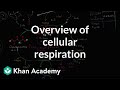 Exploring Cellular Respiration Processes