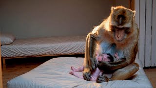 First Time Mom Monkey Bathes and Lulls Her Newborn to Sleep #BabyMonkey #MotherMonkey