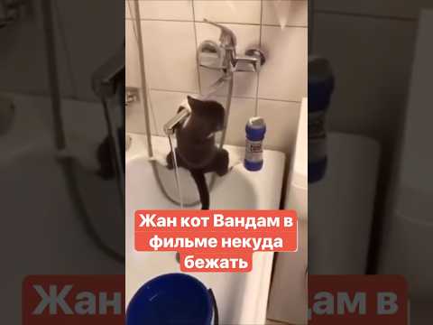 Жан кот Вандам в фильме некуда бежать, все живы и здоровы #юмор #веселыекоты