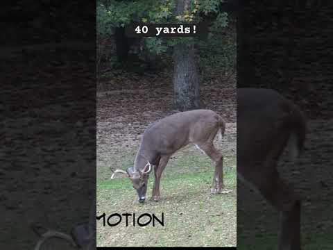 Buck ducks arrow at 40 yards!