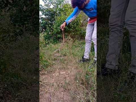 MonitorLizared Release | Guhera Goh | vishkhopda | BadiChhipkali #ytshorts #animals