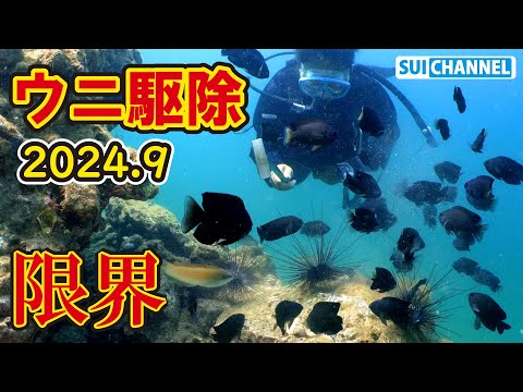 【ウニ駆除】ウニ駆除の限界と藻場再生の新たなデカすぎる壁