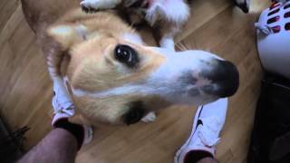 Corgi Play Time!