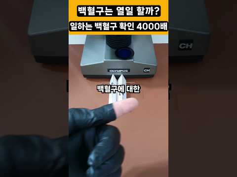 백혈구vs세균 #현미경 #확대 #1000배 #4000배