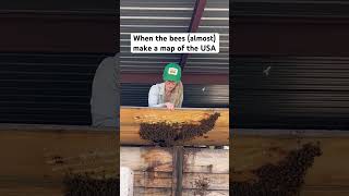 America the Bee-autiful