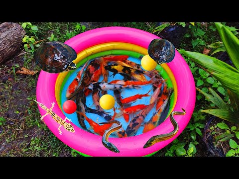 Catching ornamental fish in ponds, colorful fish, betta fish, sea fish, turtles, ducks, cute cows