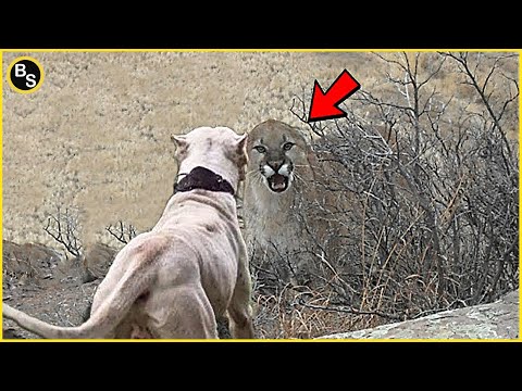 The Puma Didnt Expect to Encounter This Dog !  - Dogo Argentino