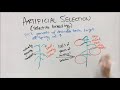 Artificial Selection and Its Effects
