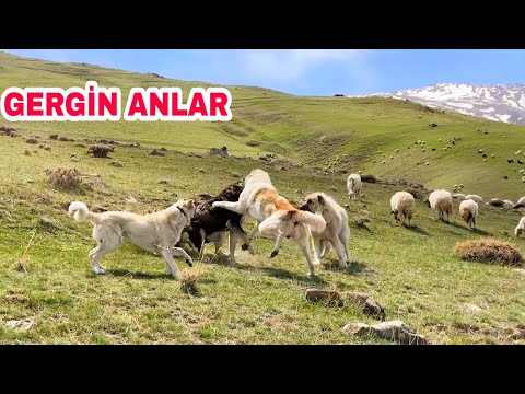 SÜRÜ KÖPEKLERİ BİRBİRLERİNE MEYDAN OKUYOR--AKKARAMAN KOYUN SÜRÜLERİ AĞRI DAĞINA ÇIKIYOR▫️4K▫️